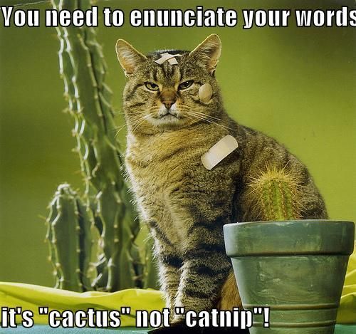 funny-pictures-you-need-to-enunciate-your-words-its-cactus-not-catnip.jpg